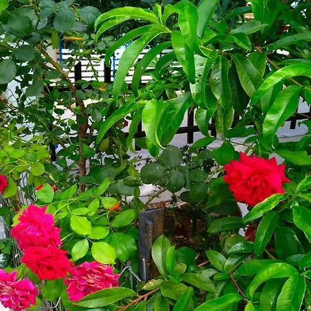 Our Parent's House. Family House For Rent