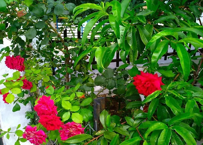 Our Parent's House. Family House For Rent