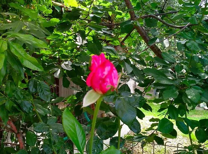 Our Parent's House. Family House For Rent Σπίτι διακοπών Σκάλα Καλλιράχης